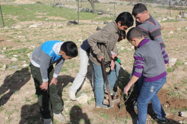 Olive tree planting in Bab Al Kamara